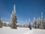 Cross Country Skiing after Snowstorm at Barn Flats  Mt Rainier National Park  Washington  USA