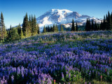 Mt Rainier from Mazama Ridge  Mount Rainier National Park  Washington  USA
