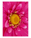 Big Pink Flower