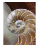 Nautilus Shell