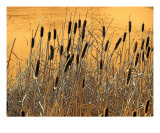 Fall Cattails