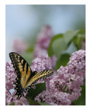 Stopped To Smell The Lilacs