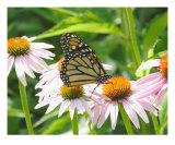 Monarch Butterfly On A Cone Flower