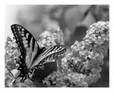 Swallowtail And Lilacs