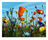 California Prarie Floral Mix