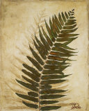 Ferns II