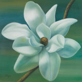 Star Magnolia