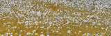 Fields of Gold