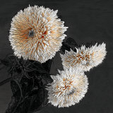 Sunflowers II
