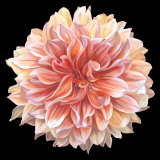 Orange Dahlia