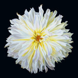 White Dahlia