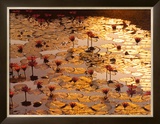 Lotus Pond