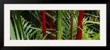 Bamboo Trees  Hawaii  USA