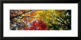 Colorful Trees in Fall  Autumn  Low Angle View