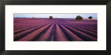 Lavender Field  Fragrant Flowers  Valensole  Provence  France