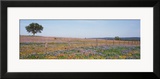 Texas Bluebonnets and Indian Paintbrushes in a Field  Texas Hill Country  Texas  USA