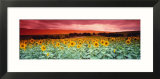 Sunflowers  Corbada  Spain