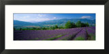 Flowers in Field  Lavender Field  La Drome Provence  France