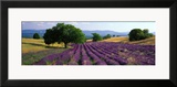 Flowers in Field  Lavender Field  La Drome Provence  France
