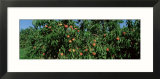 Low Angle View of Peaches Growing on a Peach Tree  Michigan  USA