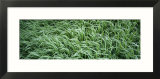 Close-up of grass