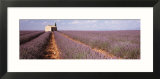 Lavender Field  Valensole Province  France