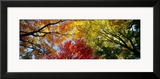 Colorful Trees in Fall  Autumn  Low Angle View