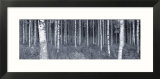 Birch Trees in a Forest  Finland