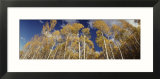 Aspen Trees  Uncompahque National Park  Colorado  USA