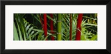 Bamboo Trees  Hawaii  USA