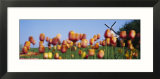 Tulip Flowers with a Windmill in the Background  Holland  Michigan  USA