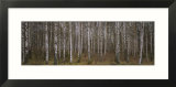 Silver Birch Trees in a Forest  Narke  Sweden