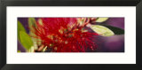 Bottlebrush Flower  Sacramento  California  USA