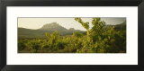 Vineyard on a Landscape  La Rioja  Cellorigo  Spain