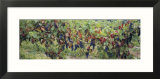 Bunch of Grapes in a Vineyard  Keuka Lake  Finger Lakes  Hammondsport  New York State  USA
