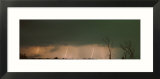 Forked Lightning Striking over a Field