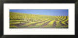 Vineyard on a Hill  Napa Valley  California  USA