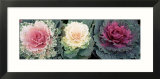 Cabbage Flowers  North Carolina  USA