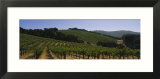 Vineyard on a Landscape  Napa Valley  California  USA