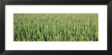 Corn Crop in a Field  Iowa  USA