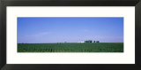 Corn Field  Marion County  Illinois  USA