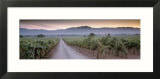 Road in a Vineyard  Napa Valley  California  USA