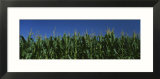 Corn Crop in a Field  New York State  USA