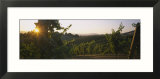 Vineyard at Sunset  Napa Valley  California  USA