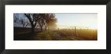 Trees in a Vineyard  Napa Valley  California  USA