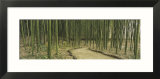 Bamboo Trees on Both Sides of a Path  Kyoto  Japan