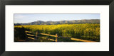 Crops in a Field  Napa Valley  California  USA