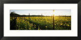 Crops in a Field  Napa Valley  California  USA