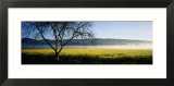 Fog over Crops in a Field  Napa Valley  California  USA