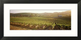 Vineyards  Carneros District  Napa Valley  California  USA